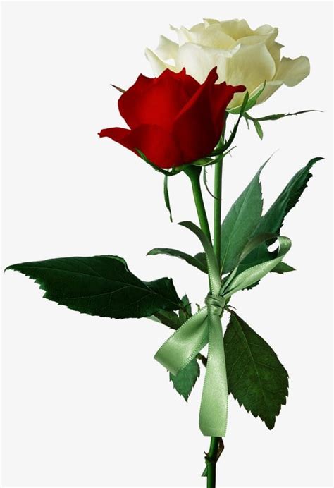 White Roses And Red Roses Png Clipart Flowers Love Love Roses Red