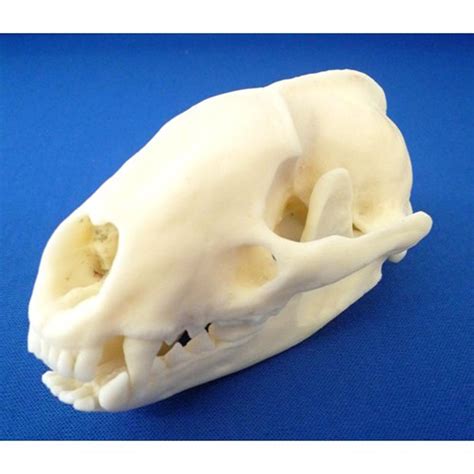 Badger Skull Model Eduscience