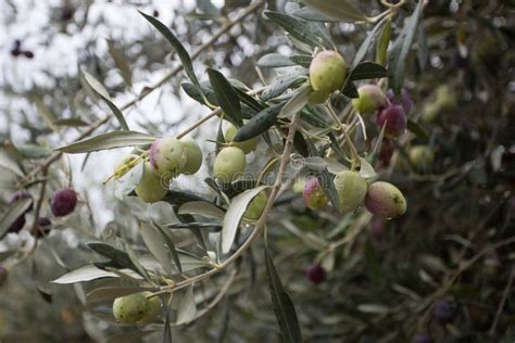 Ripe Olive Fruit On The Evergreen Olive Tree Stock Photo Image Of