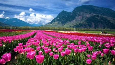 Tulip Fields In Switzerland Flowers Nature Background Wallpapers On Desktop Nexus Image