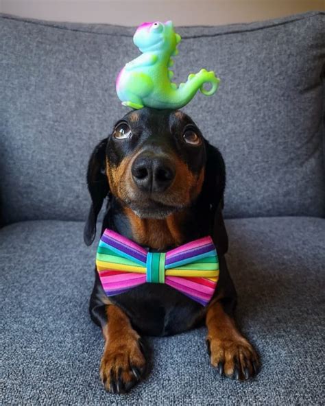 Instagram Famous Dachshund Can Balance Almost Any Object On His Head