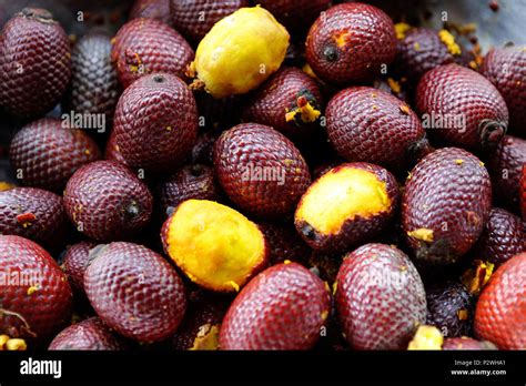 Close Up Of Fresh Buriti Fruit In Amazon Rainforest Stock Photo Alamy
