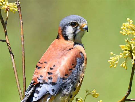5 Essential Hawk Identification Tips For Birders Birds And Blooms