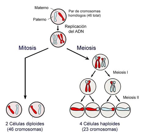 Mitosis Y Meiosis En 2020 Mitosis Mitosis Y Meiosis La Meiosis