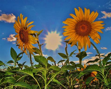 The Sunflower Kansas State Flower Photograph By Greg Rud Pixels