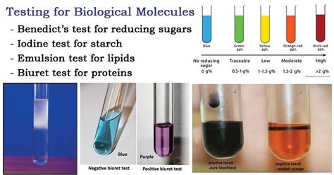 Testing For Biological Molecules The Biology Notes