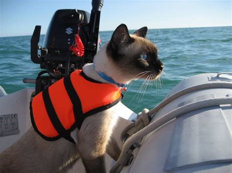 See more of cat life on facebook. Meet Bailey Boat Cat: Feline admiral with a French passport