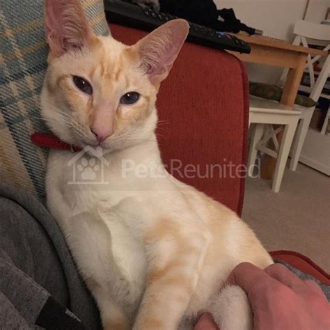 Lost Cat Gingerwhite Siamese Cat Called Toby Oxford Area