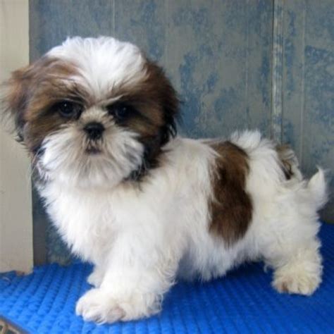 Shih Tzu Dog Breed Information Images Characteristics Health