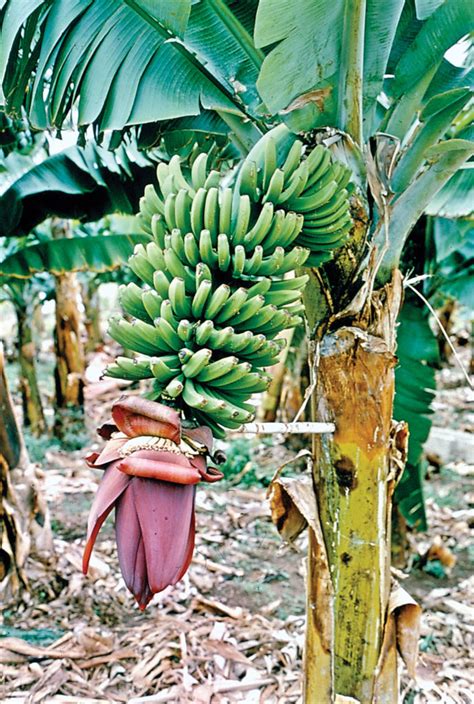 Australian Banana Growers Distraught Orchard Tech