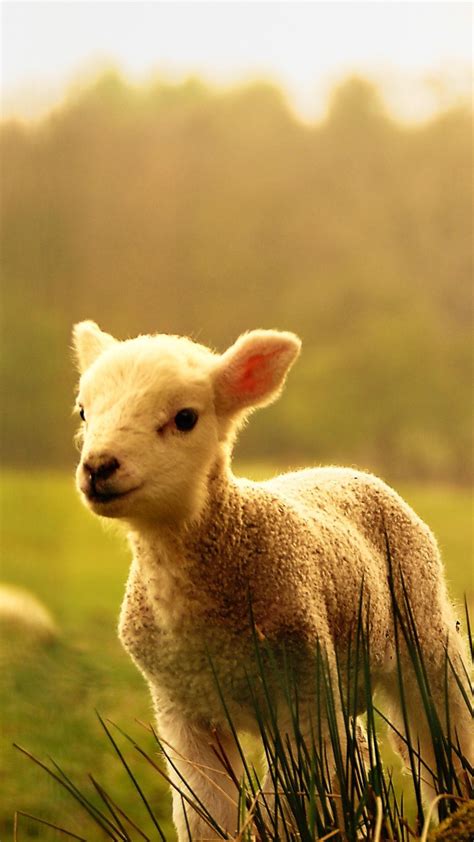 Cute Baby Sheep Backiee