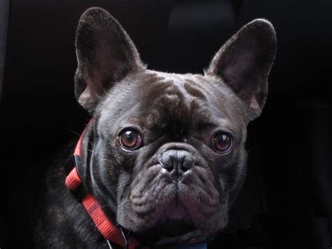 Free Pictures Of French Bulldogs Bulldog French Dog Frenchie Bulldogs