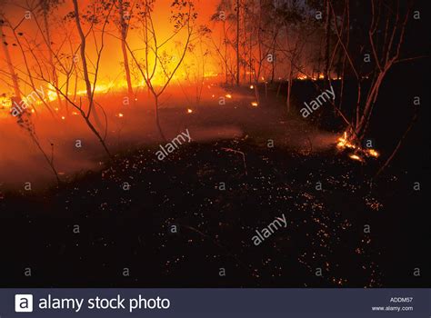 Forest Fire At Night Stock Photo Alamy