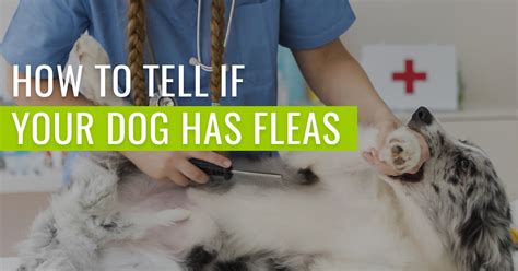 How To Tell If Your Dog Has Fleas Pest Resources