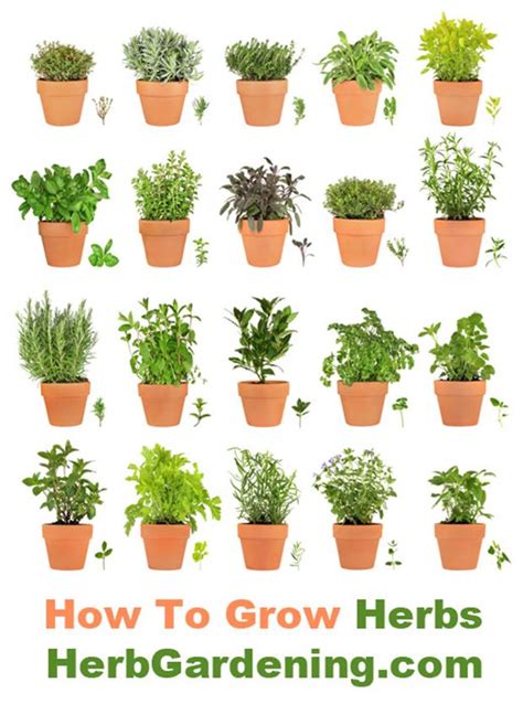 Learn How To Grow Your Own Herb Garden Indoors Or Out