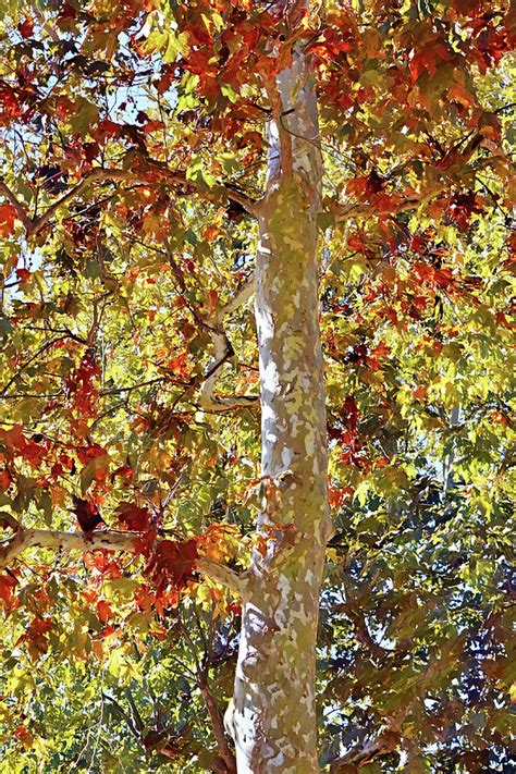 Sycamore Tree In Fall Autumn Photograph By Gaby Ethington