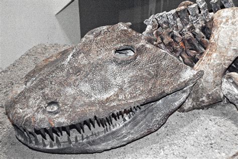 Fossils Permian Eryops Megacephalus Giant Amphibian Toe Bone Fossil
