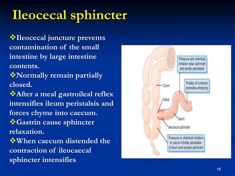 Ppt Motility Function Of The Gastrointestinal System Powerpoint