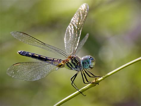 Dragonflies Flickr