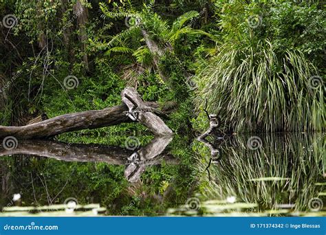 Tropical Jungle Rainforest Creek In North Queensland Stock Photo
