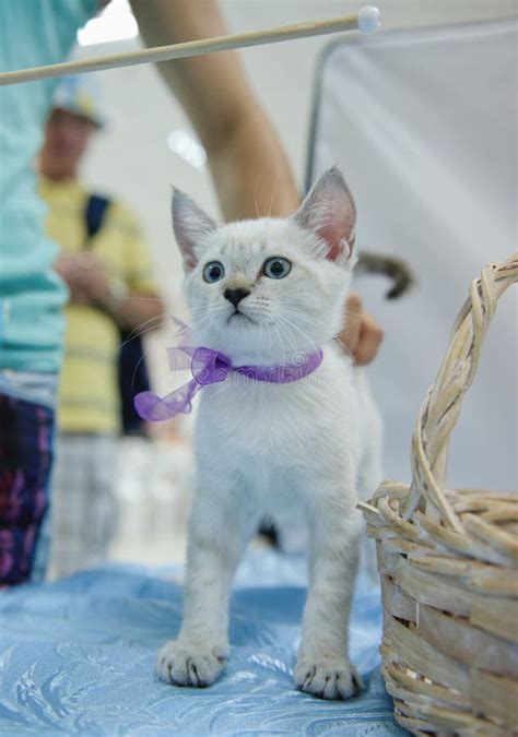 A Kitten Of The British Shorthair Breed Color Point With Blue Eyes