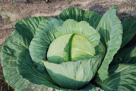 Growing A Healthy Cabbage Bonnie Plants Cabbage Program