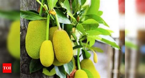 Kerala Jackfruit Declared As Keralas Official Fruit