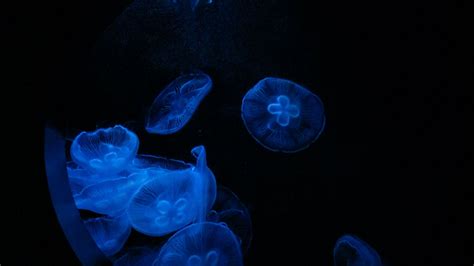 Download Wallpaper 1920x1080 Jellyfish Glow Underwater Water