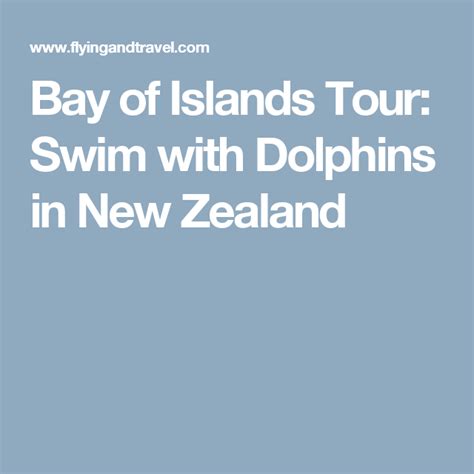 Swimming With Dolphins In The Bay Of Islands Bay Of Islands Island