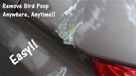 How To Remove Bird Dropping Stains From Car Paint Biointerchange