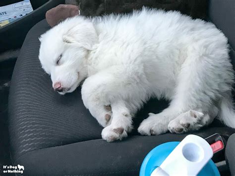 Great Pyrenees Puppy 8 Weeks Its Dog Or Nothing Its Dog Or Nothing
