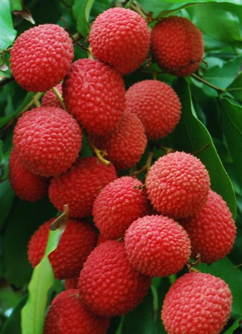 Beautiful Bangladesh Lychee Fruit