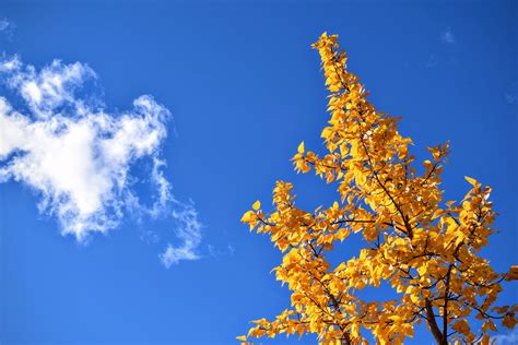 Free Images Tree Branch Cloud Sky Sunlight Leaf Flower Autumn