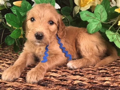 The poodle can be either standard another excellent hunter and retriever of waterfowl, the golden retriever originated in scotland before making their way to north america in the early 1900s. Goldendoodle Breeder, Canton, Ga, F1b, F2b, F3, Miniature ...