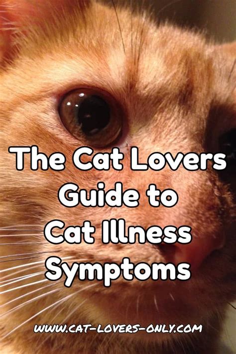 The Cat Lovers Guide To Cat Illness Symptoms Cat Catloversonly