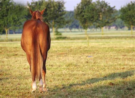 Diarrhea In Horses Petmd