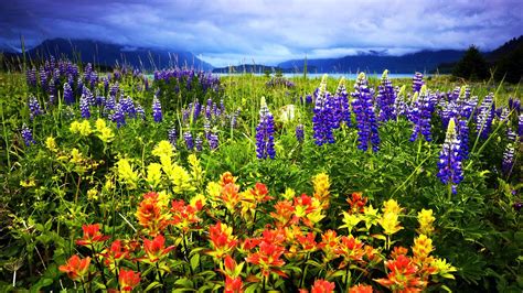 Spring Flowers In The Mountains