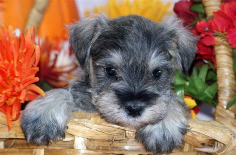Daily brushing is recommended to maintain a healthy coat and avoid any matting. Miniature Schnauzer Breeders | Miniature Schnauzer Puppies ...