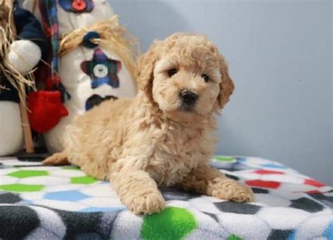 A good breeder will not only help match the perfect puppy for your family, they will also adhere to ethical and responsible canine care. Buy Cheap Goldendoodle Puppies for Sale near me in 2020 ...