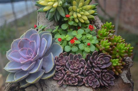 Types Of Succulents Learn About Nature