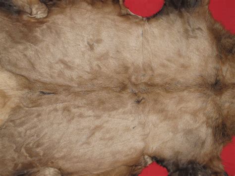 Tanned Furs Elk Hides 6412 0438
