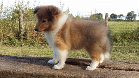 Magnus Rough Collies And Shetland Sheepdog Criadores De Collies