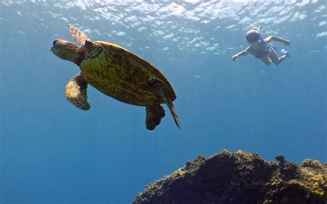 Scuba Diving Waikiki Honolulu Oahu North Shore Banzai Divers Hawaii Snorkel Tours