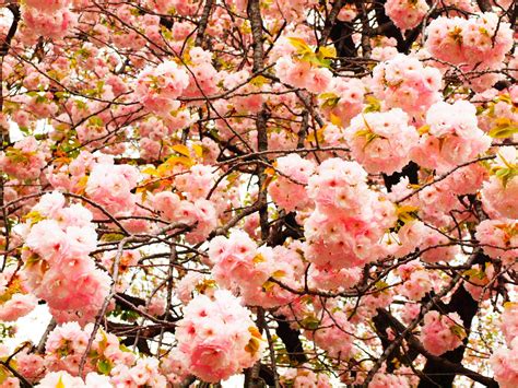 Cherrry Blossom In Shinjuku Park Tokyo Places Ive Been Tokyo Hello Japan Park Travel