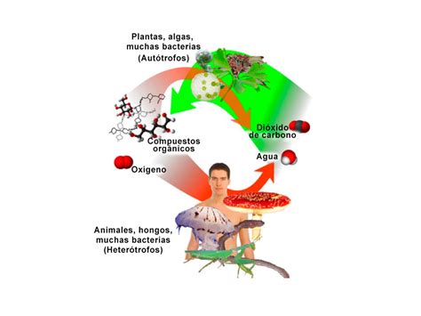 Metabolismo Autotrofo Y Heterotrofo