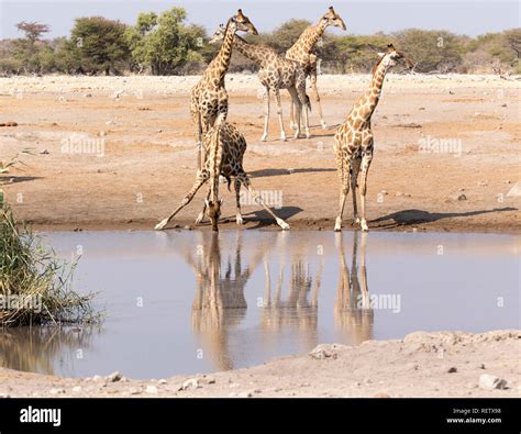 One Drinking Giraffe In Namibia With Reflection With Other Animals