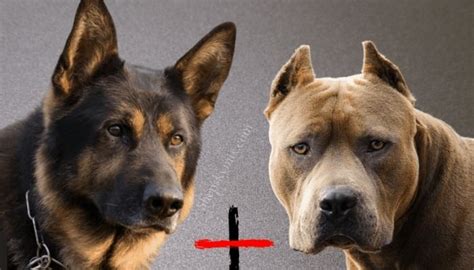 Pitbull German Shepherd Husky Mix Designer Dogs Photos