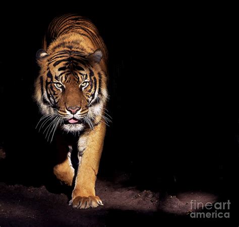 Prowling Tiger Photograph By Luke Wait Pixels