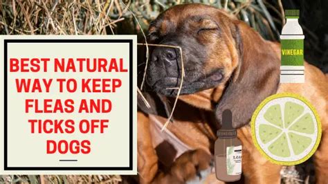 Best Natural Way To Keep Fleas And Ticks Off Dogs The Canine Expert