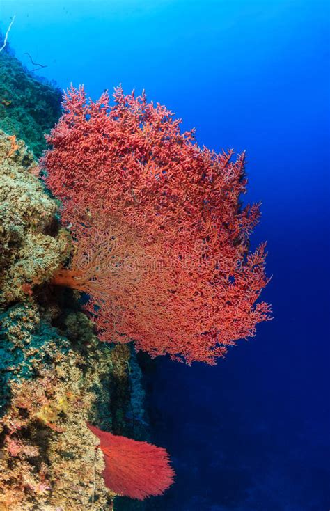 Pink Fan Coral On A Tropical Reef Stock Photo Image Of Aquarium